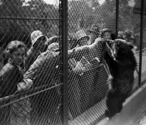 так выглядел Лондонский зоопарк при жизни Винни: правда, на снимке не она, а медвежонок гризли