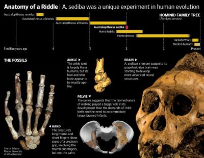 Australopithecus sediba - наиболее вероятный предок вида, к которому принадлежат все современные люди