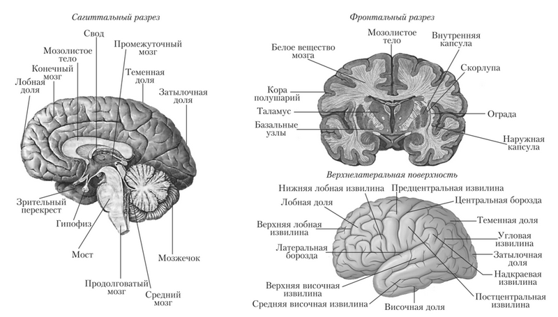 схема строения головного мозга