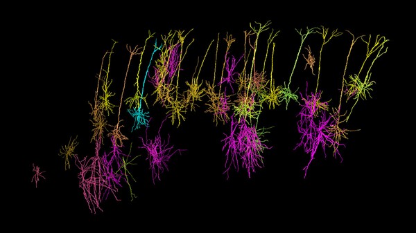 учёные надеются составить карту происходящих в мозге процессов, в которые вовлечены 86 миллиардов нейронов
