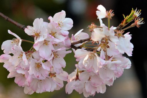 цветущая сакура - один из символов Японии