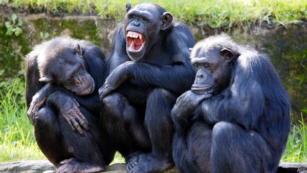 прежде чем сказать что-нибудь другой обезьяне, шимпанзе привлекают её внимание