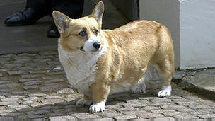в интернете всё чаще ищут информацию о щенках породы Вельш-корги-пемброк