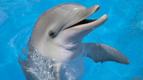 дельфины - одни из немногих животных, которые узнают своё отражение в зеркале