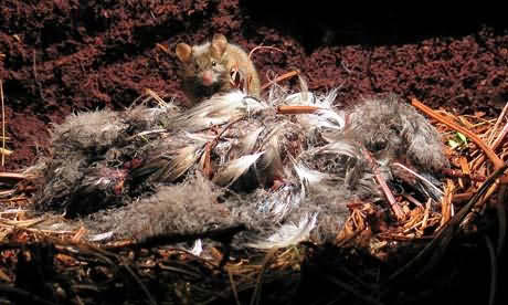 мышь на останках птенца альбатроса