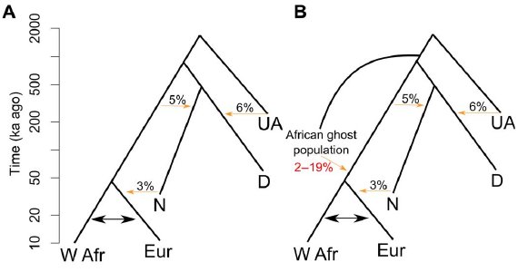 Принятая (A) и предлагаемая в новой статье (B) хронология передачи генов от одних видов людей другим. UA — неизвестные архаичные люди, N — неандертальцы, D — денисовцы, W Afr — западноафриканские народы, Eur — европейцы