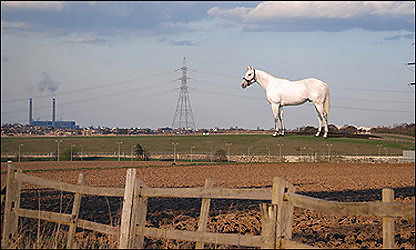 В Кенте появится гигантская скульптура лошади