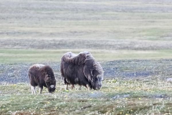 овцебыки пасутся вместе на Таймыре (фото: Карина Каренина и Андрей Гилев)
