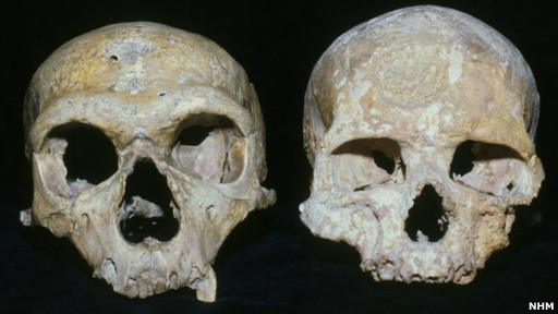 у черепа неандертальца (слева) глазницы заметно больше, чем у черепа Homo sapiens