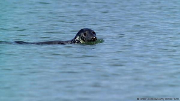 сейчас в Темзе живут тюлени и морские свиньи, а иногда заплывают и киты