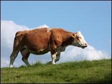 путём своей жизнедеятельности коровы загрязняют природную среду парниковыми газами