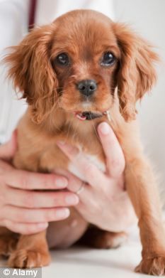мошенничество со страховкой домашних животных - самый быстрорастущий сектор в махинациях со страховыми полисами в Великобритании