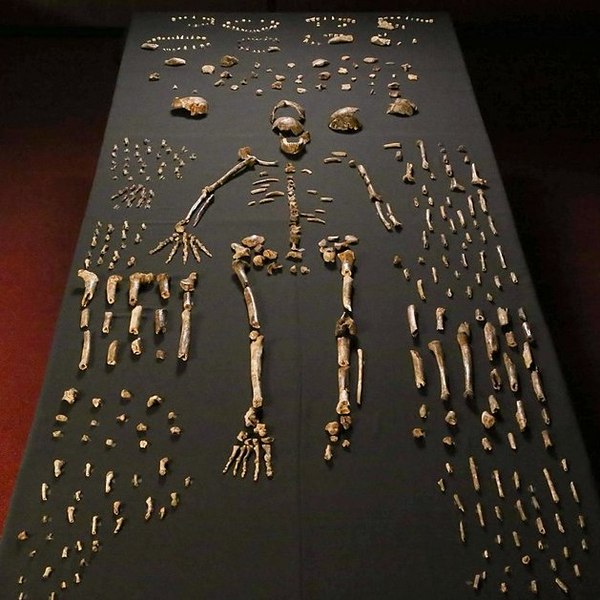 Homo Naledi      Homo sapiens    250 . 