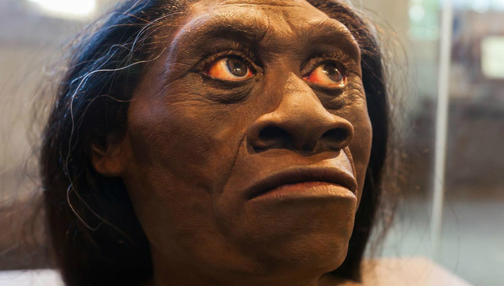   Homo floresiensis     